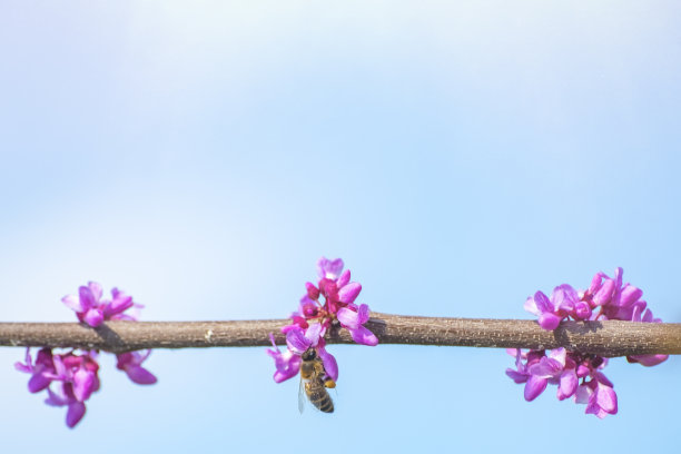 一只蜜蜂从加拿大茜草树枝上的玫瑰花蕾上采集花蜜。沿着树枝生长的花朵。背景与空白的文字空间。图片下载