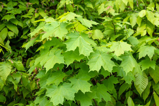 枫树绿叶特写图片下载