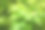 枫树绿叶特写图片下载