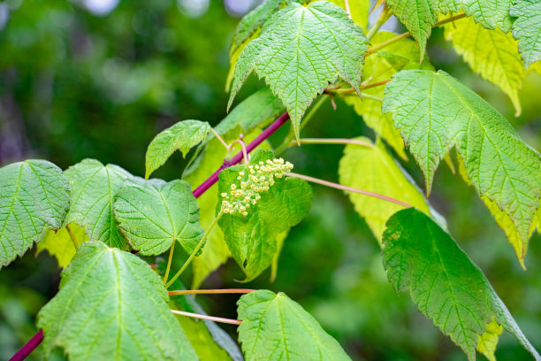 枫树绿叶特写图片下载