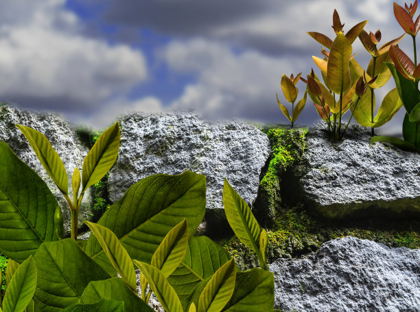 岩石上的幼苗图片下载