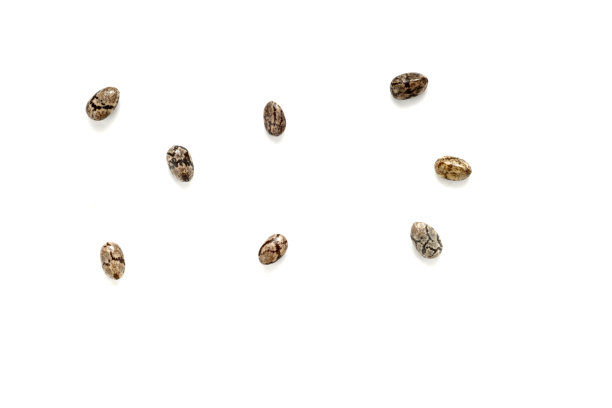 白色背景上的奇亚籽特写图片下载