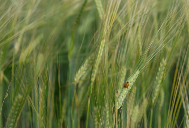 钉在钉子上的瓢虫。黑麦。图片下载