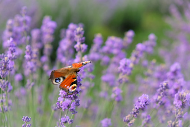 淡紫色背景上的孔雀眼蝴蝶。图片下载