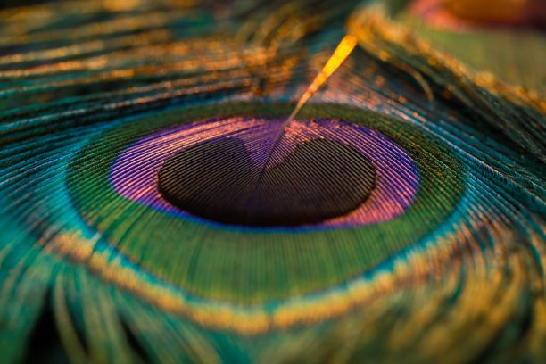 孔雀羽毛背景特写图片下载
