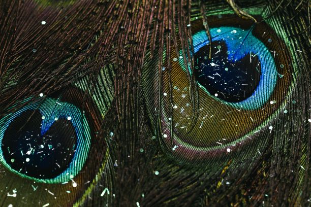 孔雀羽毛背景特写图片下载