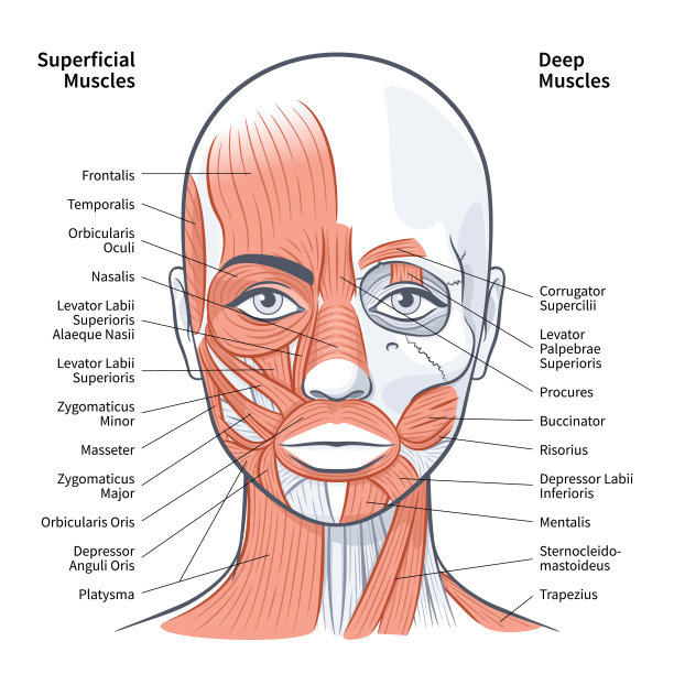 女性面部浅层深层肌肉方案矢量插图图片下载