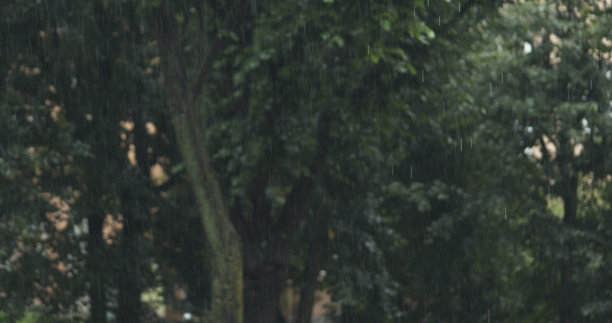 夏雨，背景是模糊的树木图片下载