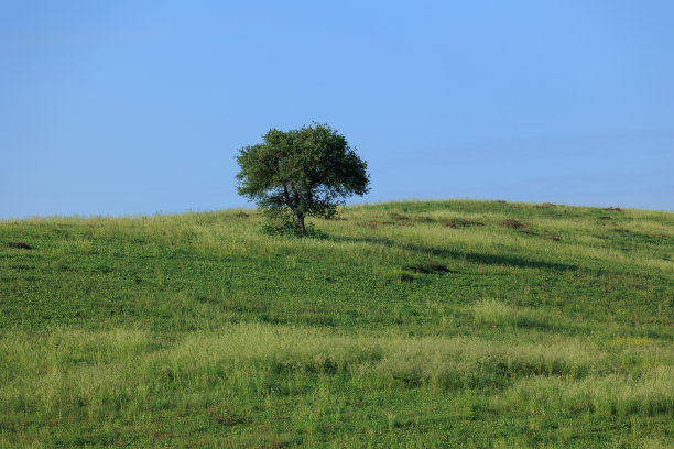 山上的树很少图片下载