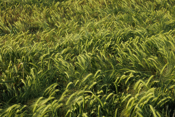 庄稼，青青的麦田干草图片下载