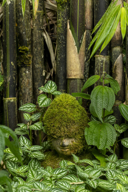 竹林中有青苔的佛头-库存照片图片下载