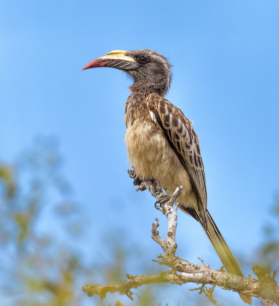 一只非洲灰犀鸟栖息在树枝上的低角度照片图片下载