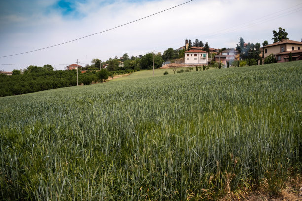 在皮埃蒙特朗格的Costigliole d'Asti，美丽的春天景观图片下载