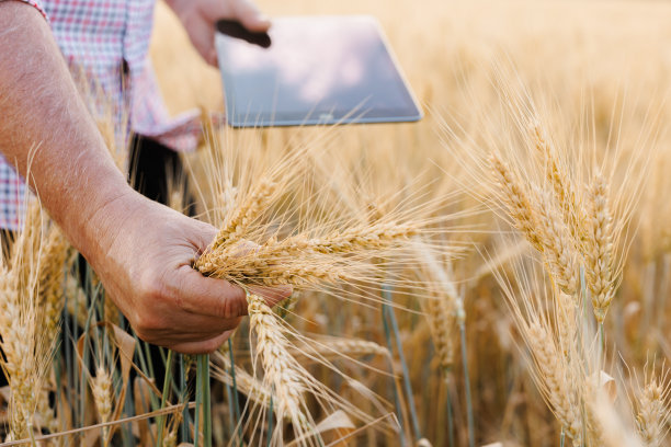日落时分，一个农民手拿着写字板，在麦田里检查收割的进度。工人追求增长前景。农业的概念。图片下载