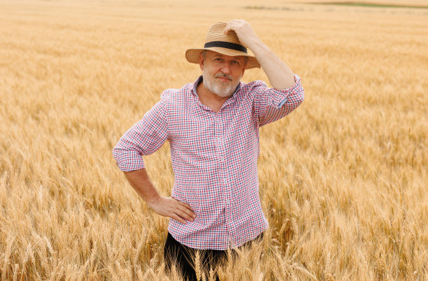 一个骄傲的50多岁的白人农民在农田里照料大麦作物图片下载