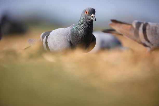 一群鸽子正在享受在一片广阔的户外棕色草地上发现的食物图片下载