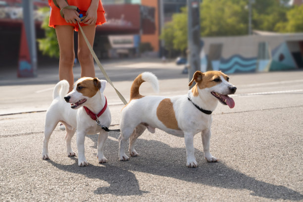 一对夫妇的朋友宠物狗杰克罗素梗双皮带看一边图片下载