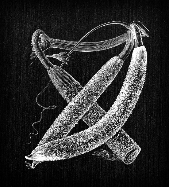 植物学蔬菜植物仿古雕刻插图:波旁小黄瓜，腌渍黄瓜图片下载