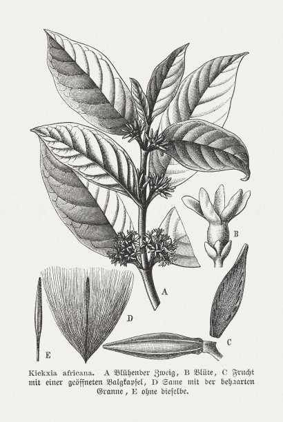 《非洲踢夏》，木刻，1898年出版图片下载