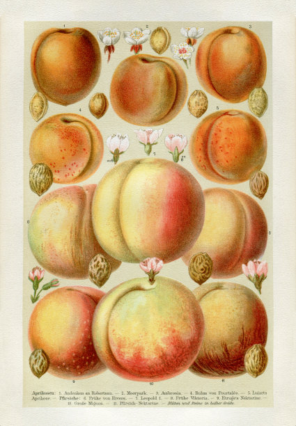 有花有籽的不同类型的杏子图片下载