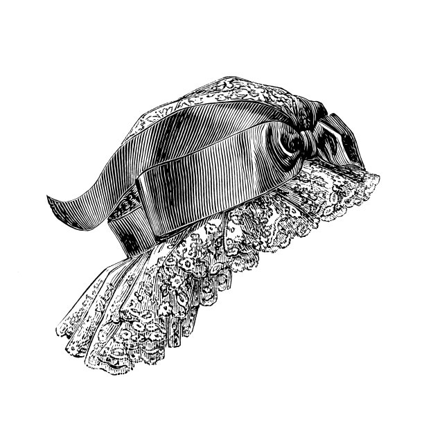 戴蕾丝帽子的妇女，19世纪的时尚图片下载