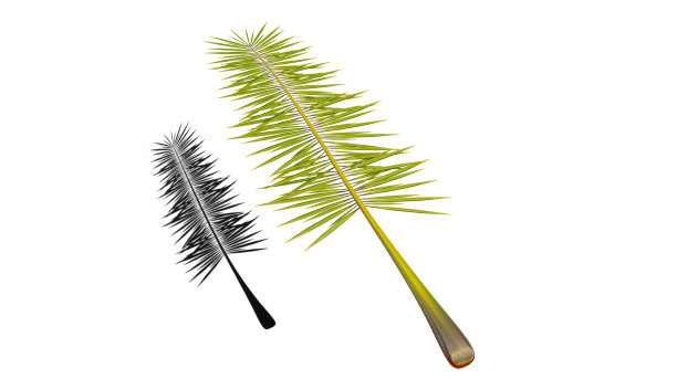 棕榈叶，3d渲染。白色背景上孤立的棕榈树枝。热带的背景。图片下载