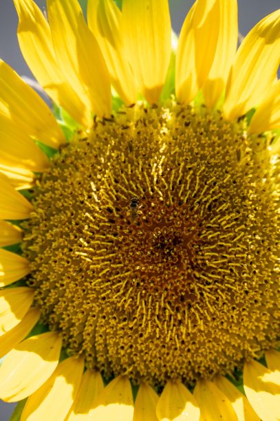 充满活力的特写照片，向日葵盛开，蜜蜂栖息在明亮的阳光下图片下载