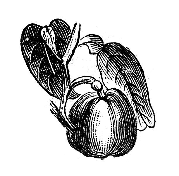 古董雕刻插图:葡萄柚Pamplemousse图片下载