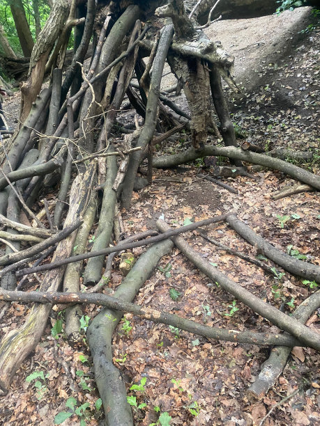 秋天的森林里，干枯的树枝散落在地上图片下载