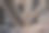 大象的象牙特写图片下载