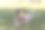 女孩在绿色的田野里看书。图片下载