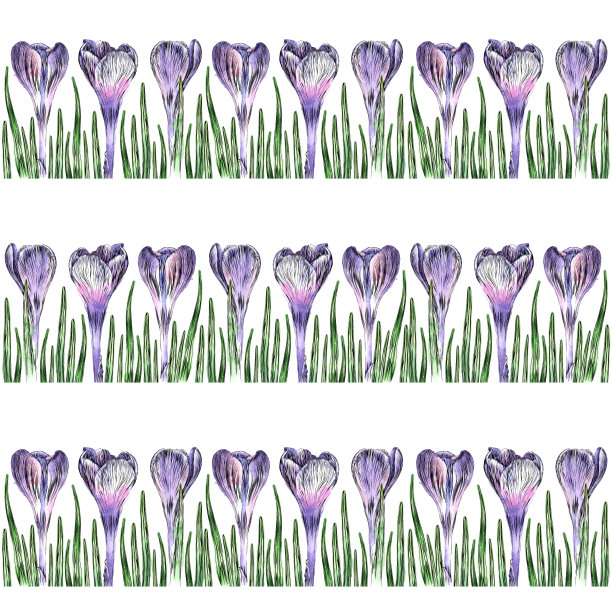 番红花无缝模式水彩和墨水矢量插图图片下载