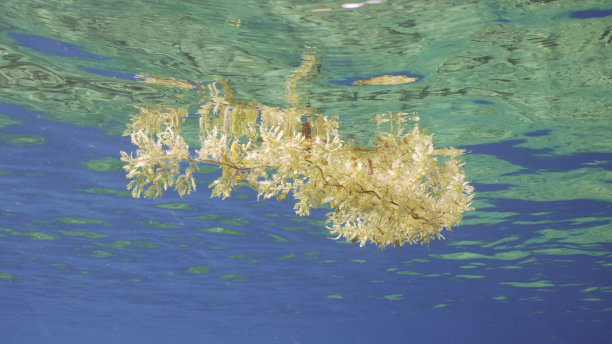 红海埃及白天明媚阳光下漂浮在水面上的海藻碎片特写图片下载