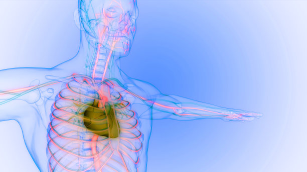 人体循环系统心脏解剖图片下载