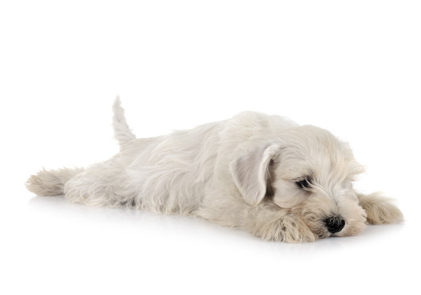 迷你雪纳瑞在工作室图片下载