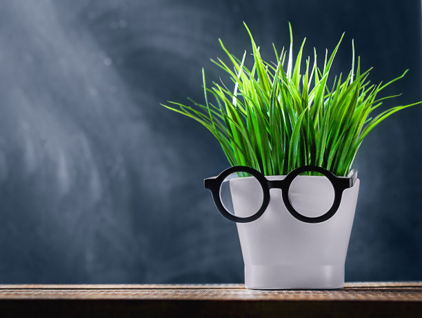 白色花盆里的植物图片下载