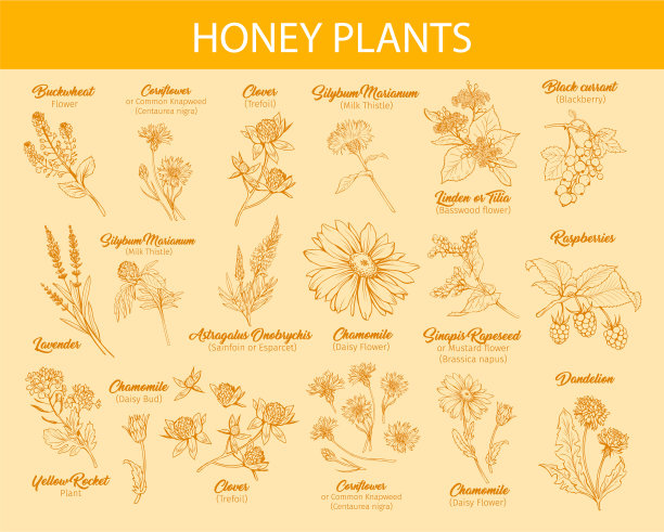 蜜汁植物墨水素描集图片下载