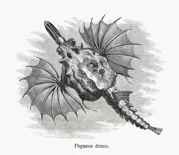 《龙鱼》木版，1893年出版图片下载