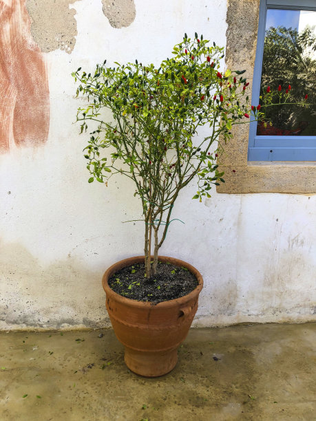 红辣椒树图片下载