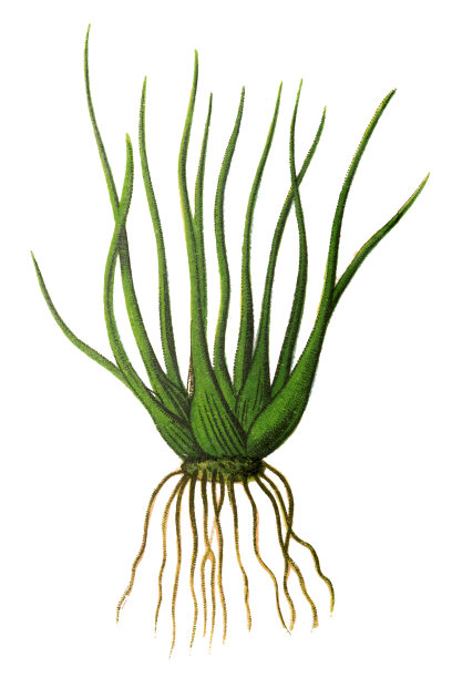 水韭(水韭或梅林草)图片下载