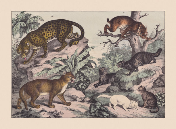食肉动物(猫科动物科)，手绘彩色石版，1869年出版图片下载