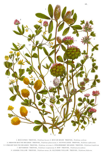 三叶草和三叶草维多利亚植物插图图片下载