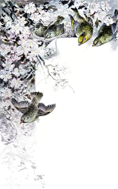 林内茨图片下载