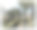古董照片，彩色，客西马尼花园，巴勒斯坦，和尚园艺19世纪图片下载