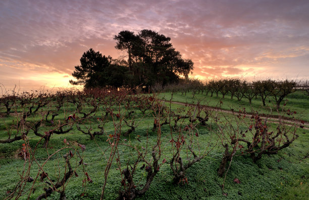 葡萄藤叶，葡萄园，葡萄牙托雷斯-韦德拉斯图片下载