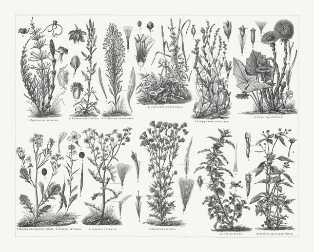 杂草，木刻，出版于1897年图片下载