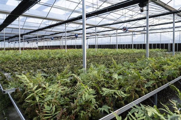 农业植物育苗的温室图片下载