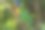 鹦鹉的照片和特写图片下载