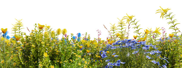 自然界的常绿花草地，春天花园的花朵，白色背景上孤立的热带森林，用于创建和设计的3D渲染插图等图片下载