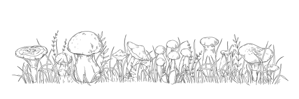 有机蘑菇手绘野生森林真菌图片下载